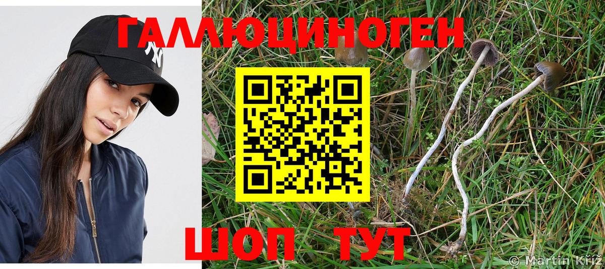 Галлюциногенные грибы MAGIC MUSHROOMS  Псилоцибиновые грибы Psilocybe  Элиста  Вход с VPN 